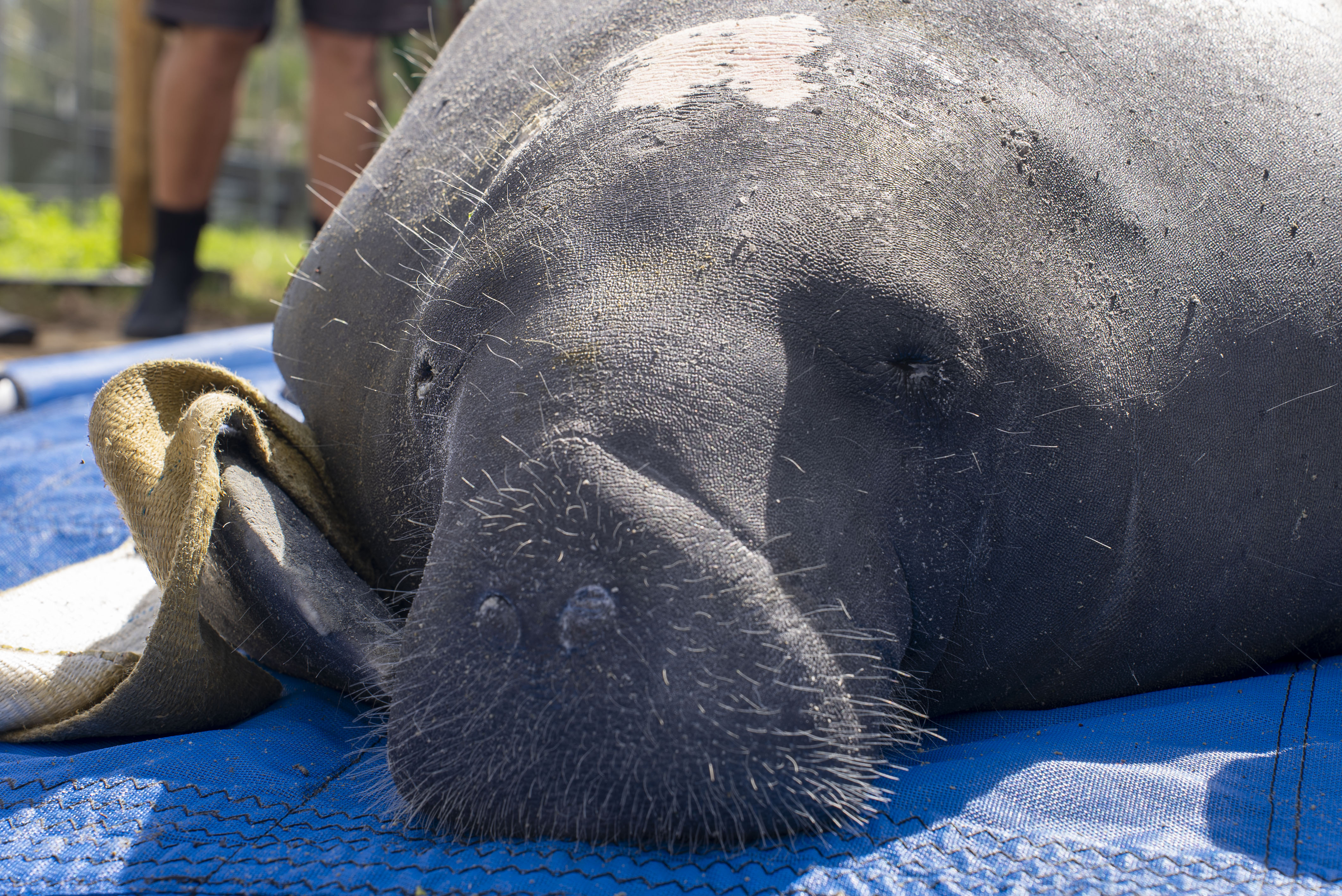 A close up of the manatee's whiskered face and snout resting on the blue tarp, with a canvas sling strap looped near her flipper