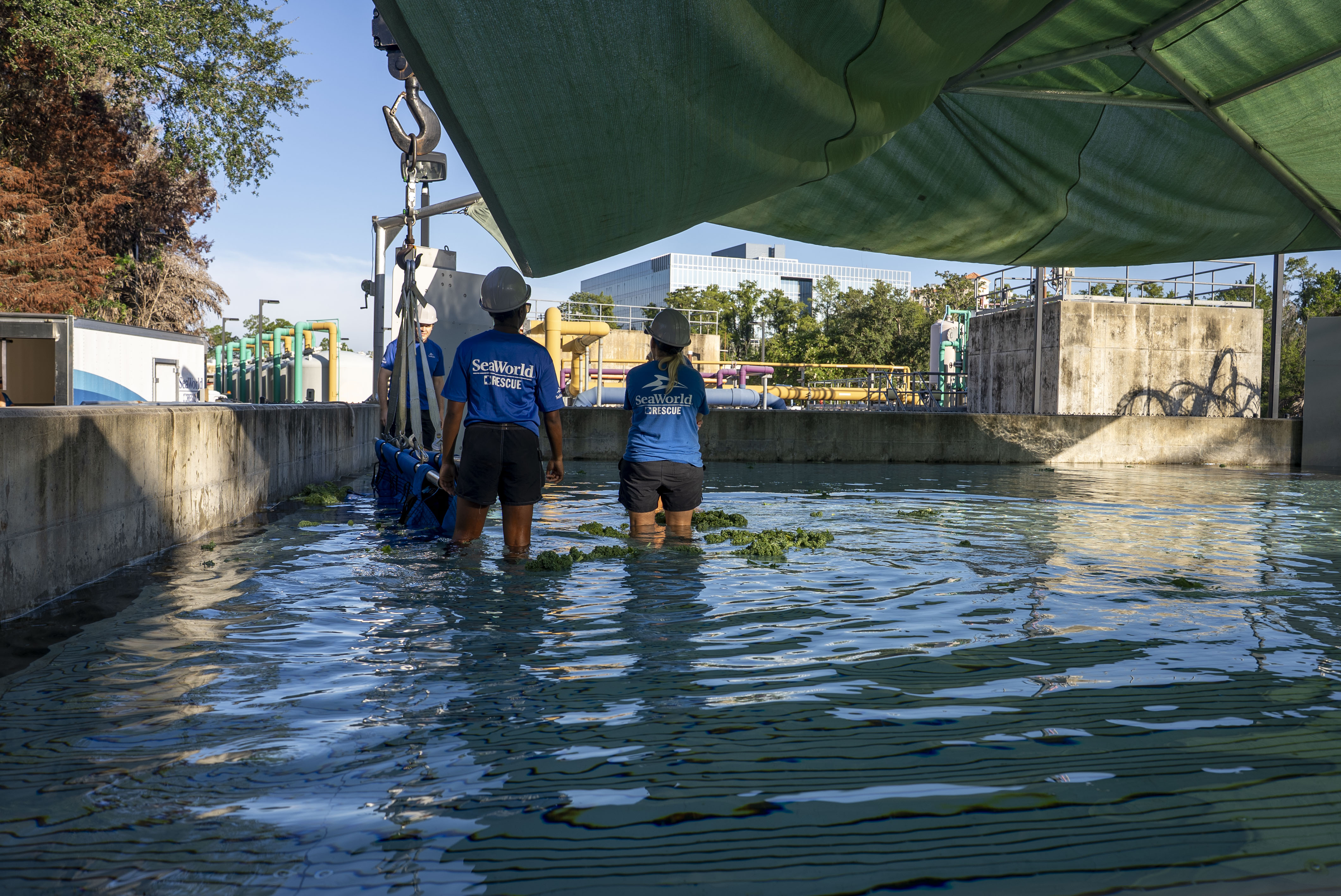 SeaWorld Rescue staff in blue shirts and hard hats stand knee deep in a shallow rectangular pool beside a blue lifting stretcher on a crane hook, with floating greens in the water and pipework and buildings behind