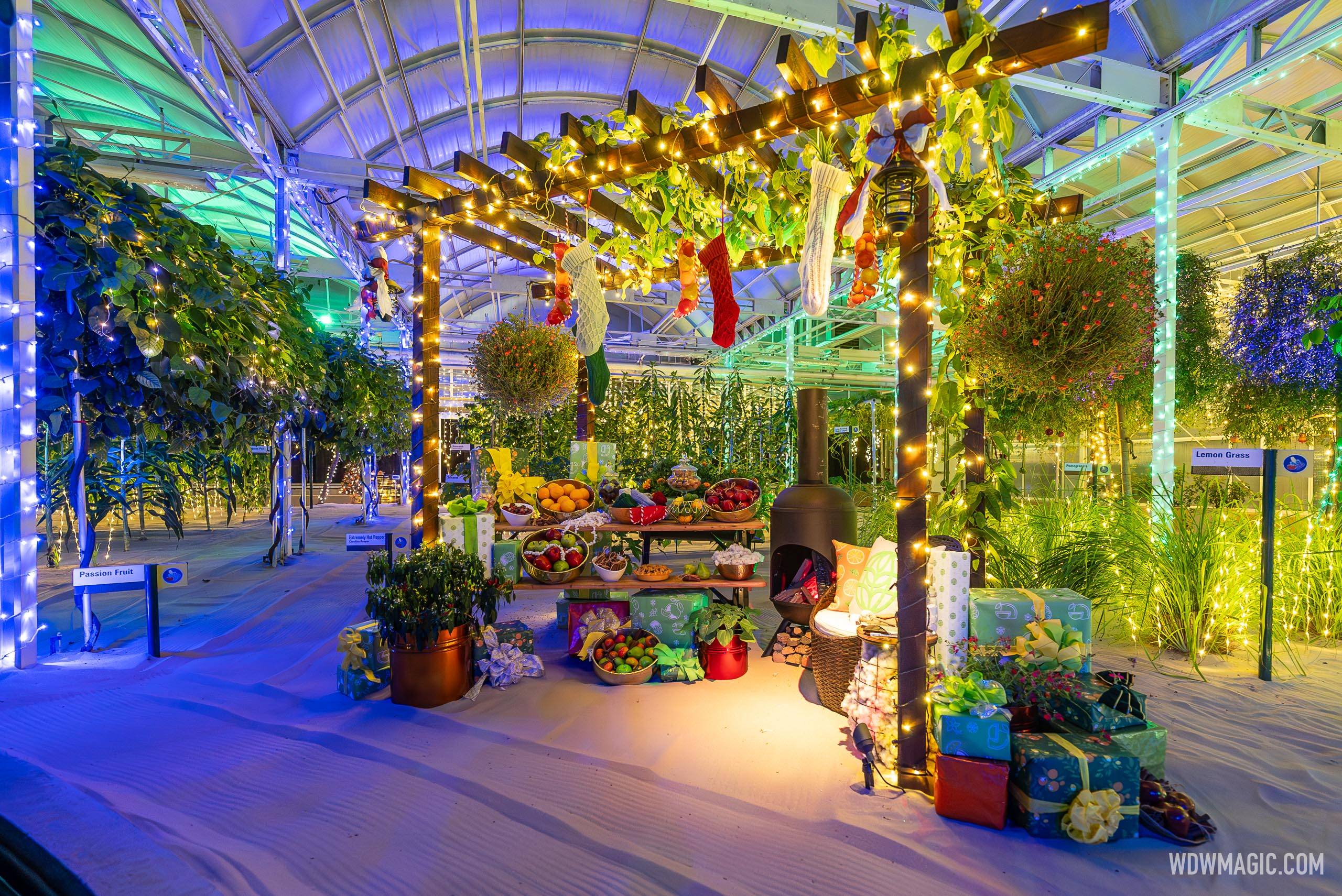 An EPCOT greenhouse strung with warm string lights and hanging Christmas stockings, with bowls of fruit on a table, a wood burning stove and wrapped gifts on the sand floor, beside plant labels reading Passion Fruit and Lemon Grass.