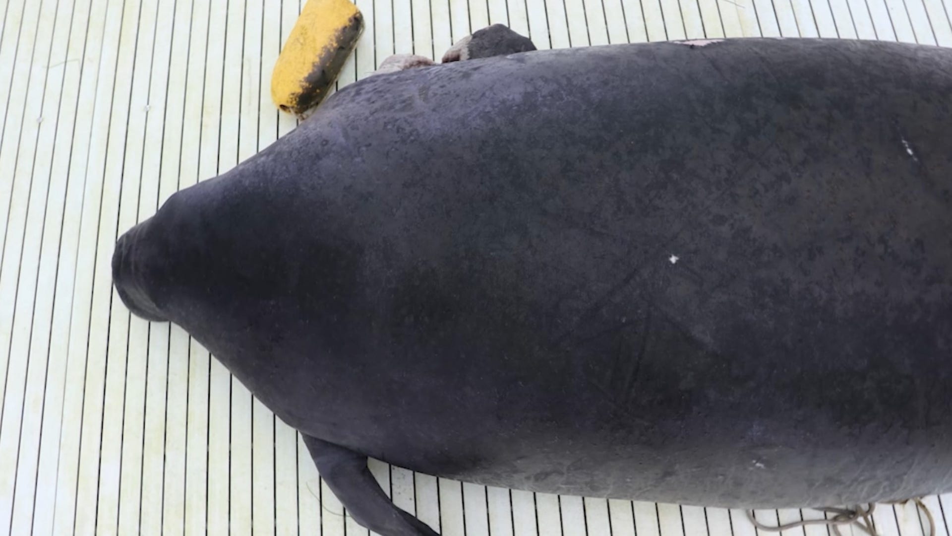Overhead view of a manatee lying on a white ridged deck, head toward the left, with a yellow crab trap buoy resting on the deck near the top left and raw pink wounds visible at the base of her far flipper and on her back