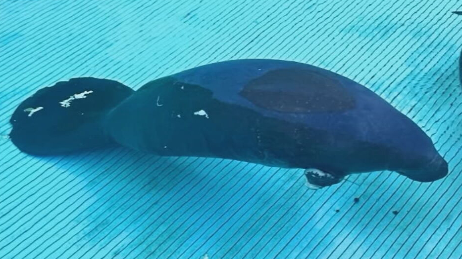 Overhead view of a manatee floating in a bright turquoise ridged rehabilitation pool, tail fluke at left and head at right, with a large discolored oval patch across her back
