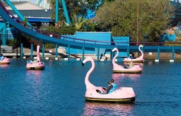 Five pink flamingo shaped pedal boats spread across the park lake, several of them carrying riders and the nearest a single rider, with teal roller coaster track and a blue dock structure on the shore behind them