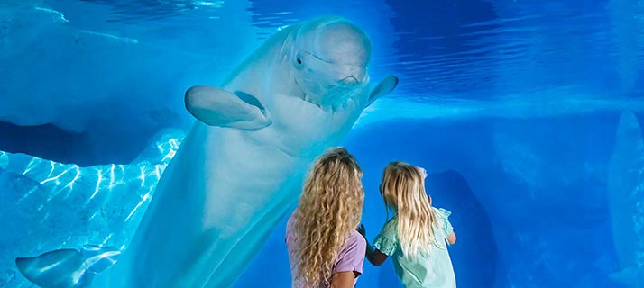 Two people with long blonde hair, seen from behind, looking through an underwater window as a beluga whale swims toward them
