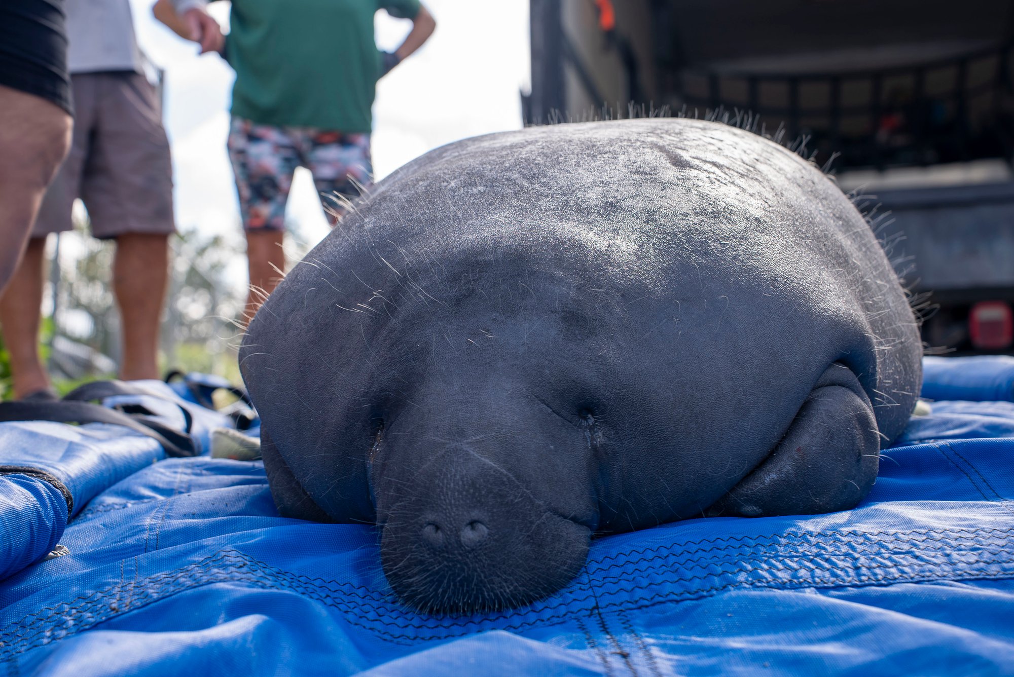 A close up at eye level of a manatee lying on a blue tarp, her whiskered snout and small closed eye facing the camera, with the legs of several people standing behind her and the open back of a truck at right