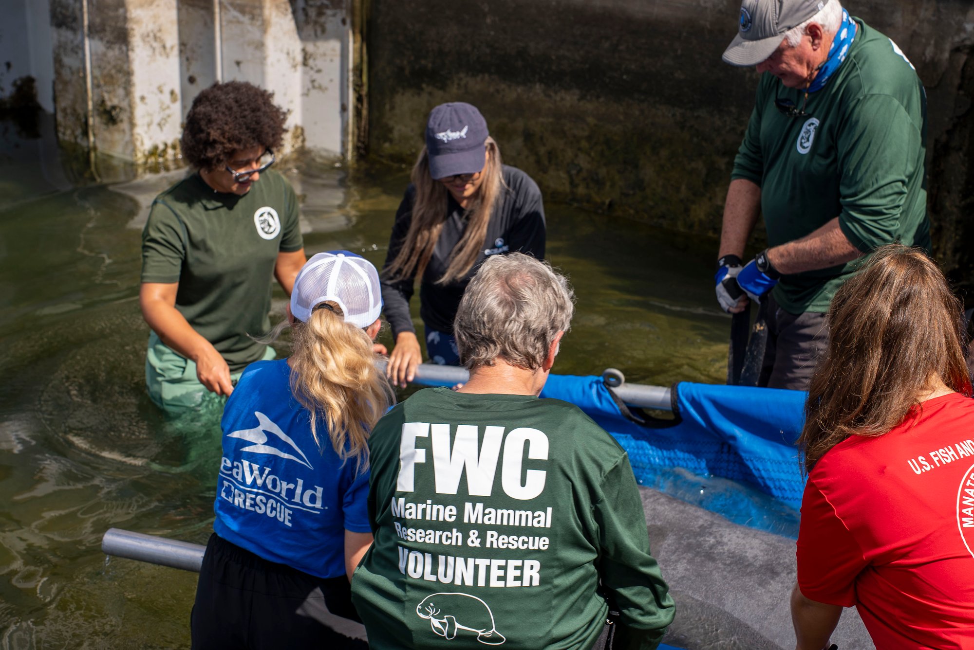 People wading in shallow greenish water beside a concrete wall, gathered around a blue sling held between metal poles with a manatee's gray back visible in it, their shirts reading SeaWorld Rescue and FWC Marine Mammal Research and Rescue Volunteer, with a red U.S. Fish and Wildlife shirt at the right edge