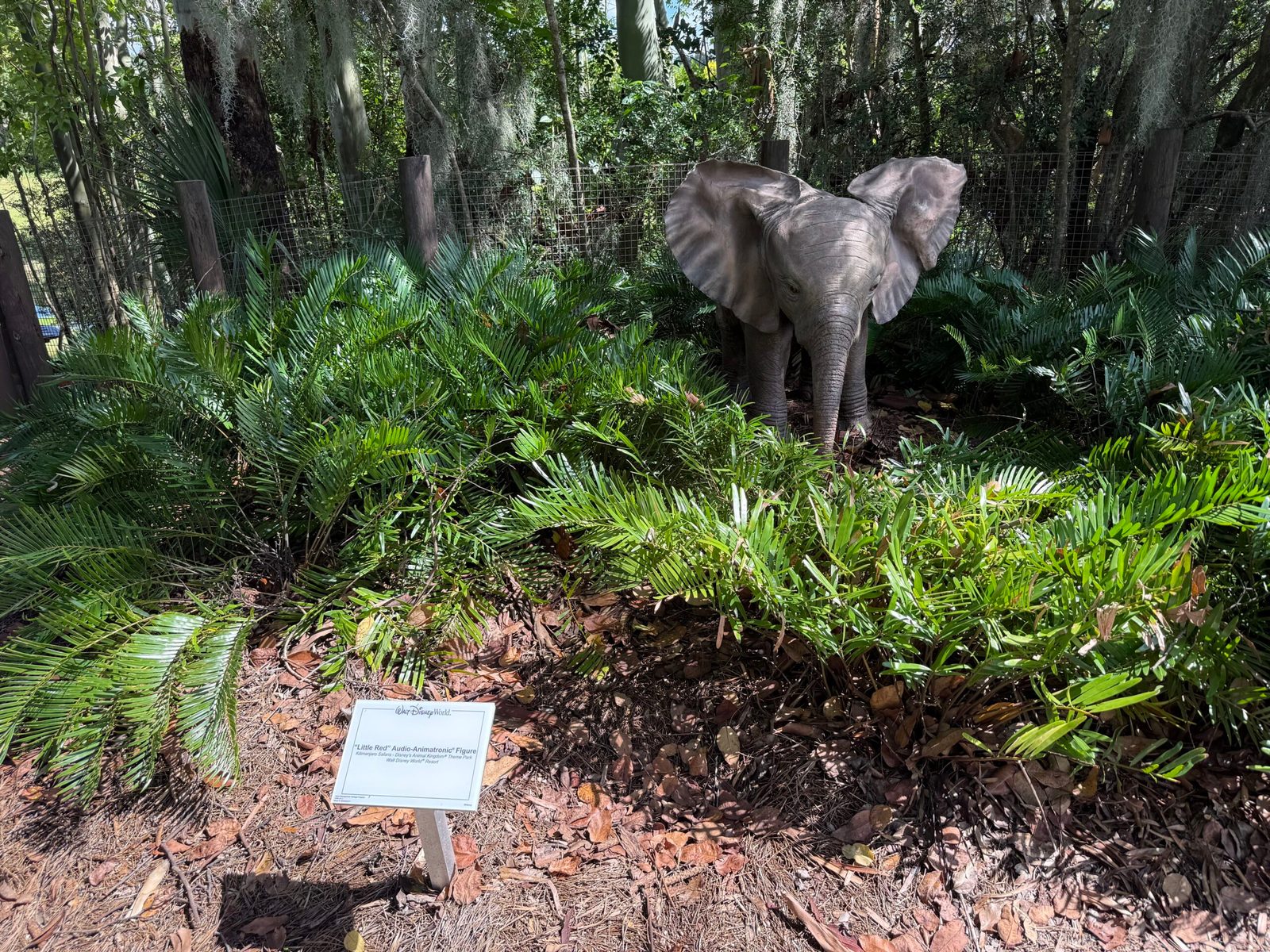 The baby elephant figure stands at the back of a bed of fern-like plants and pine straw, with a white Walt Disney World placard on a stake in the foreground