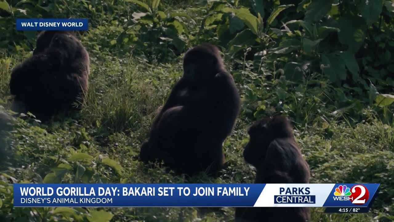 Three gorillas sitting in tall grass and leafy plants, seen from behind and in profile, in Walt Disney World footage aired by WESH 2 under a World Gorilla Day: Bakari Set to Join Family banner