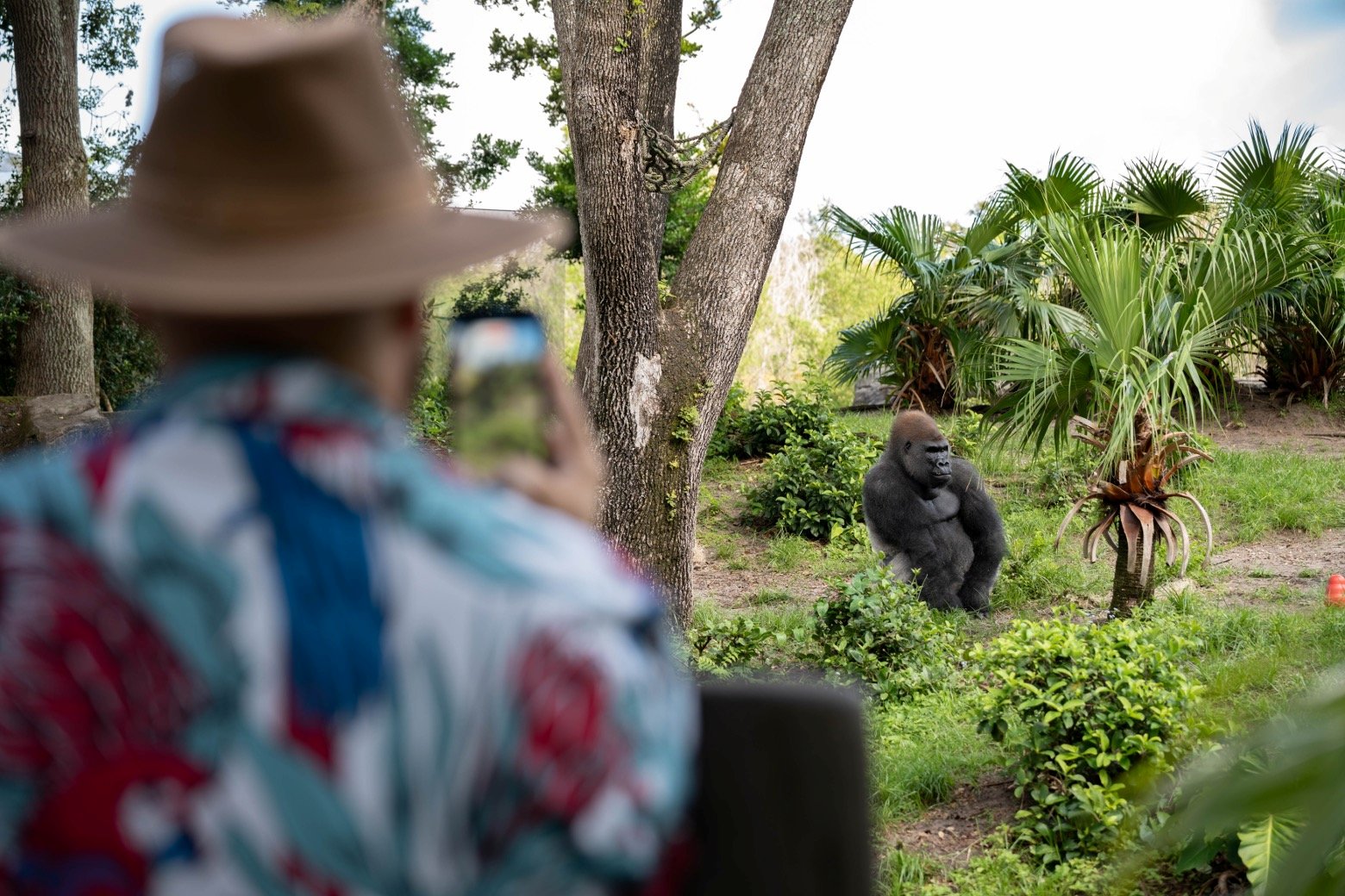 A guest in a wide-brimmed hat and a patterned shirt, out of focus in the foreground, holds up a phone to photograph Bakari, a silverback gorilla sitting in the grass among palms and shrubs on the Gorilla Falls Exploration Trail