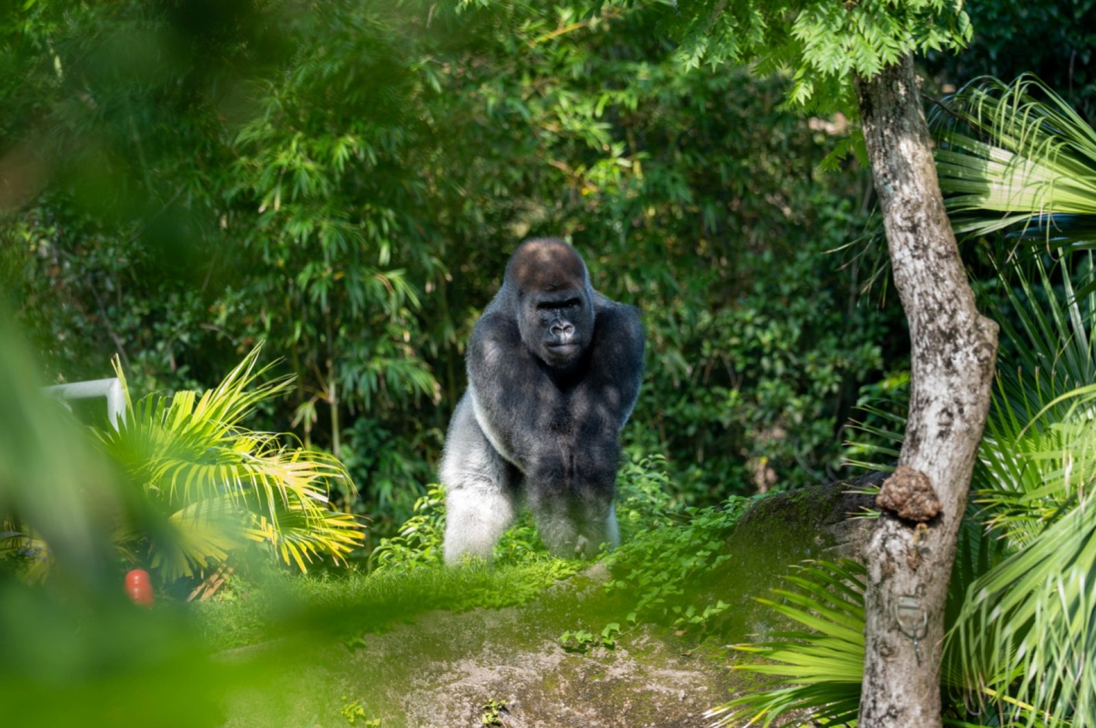 Bakari, a silverback gorilla, stands on all fours facing the camera in dappled shade, framed by dense green bamboo, palms and a tree trunk