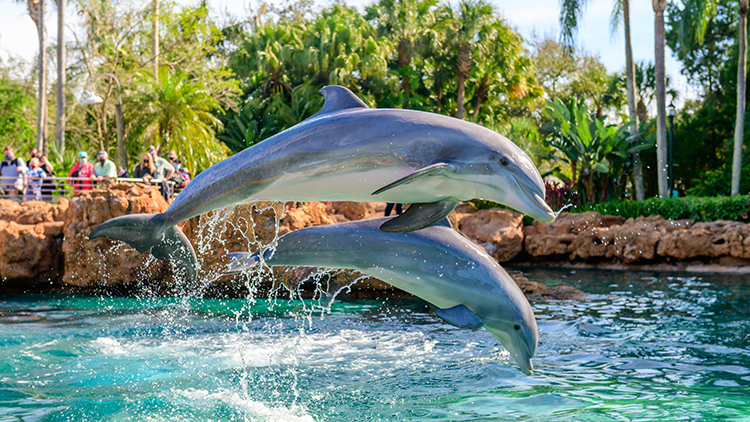 Two bottlenose dolphins leap in tandem out of turquoise water at Dolphin Cove, with rockwork, palm trees and guests at a railing behind them