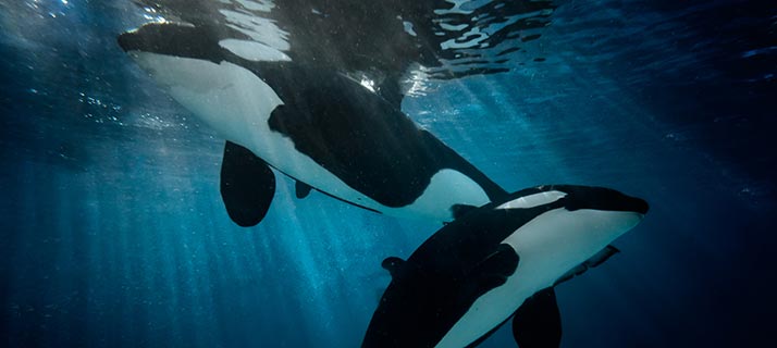 Two orcas swim underwater through shafts of light, one above the other