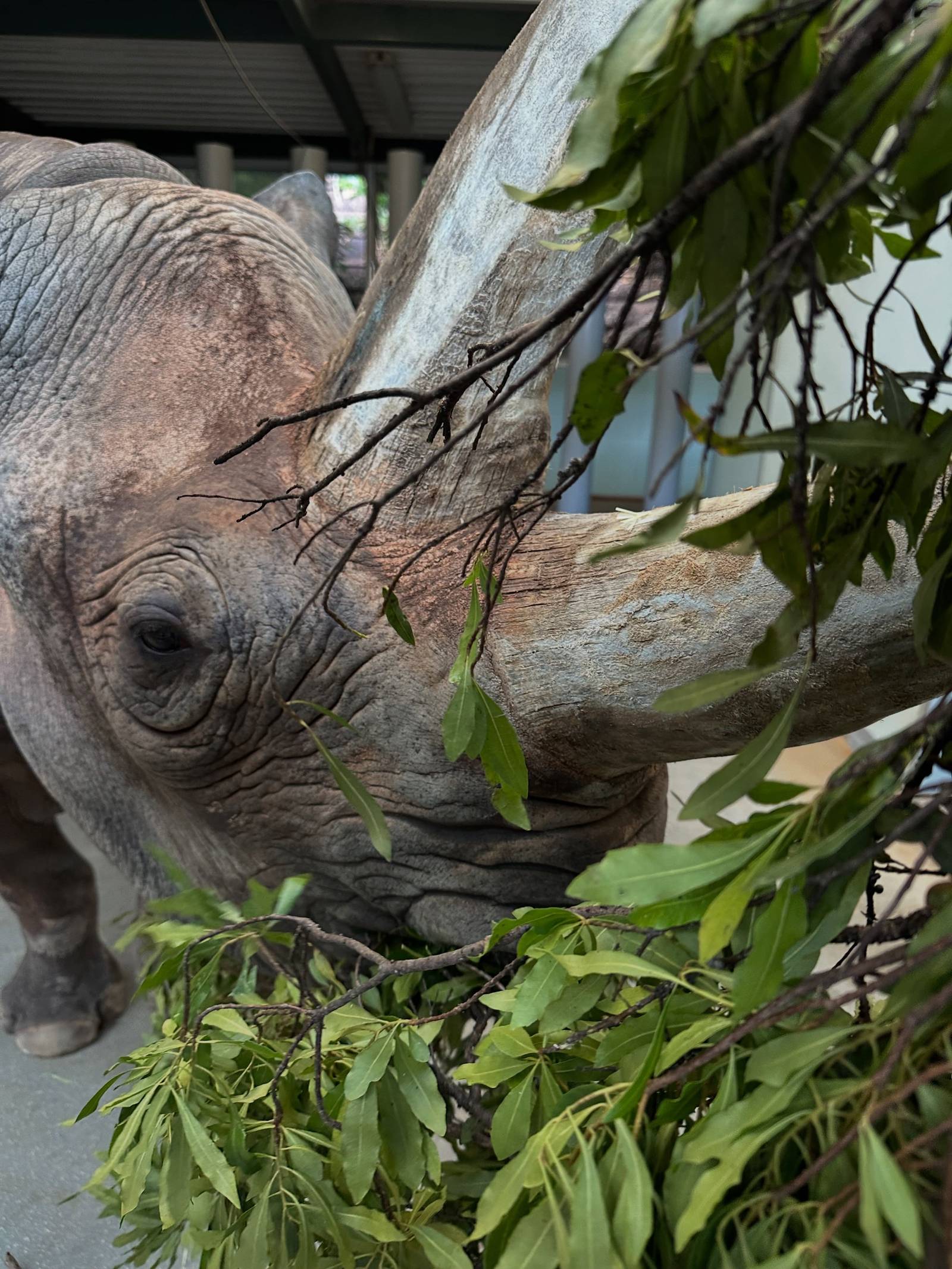 Close-up of an eastern black rhino's head and two horns as she munches on leafy green branches inside a barn