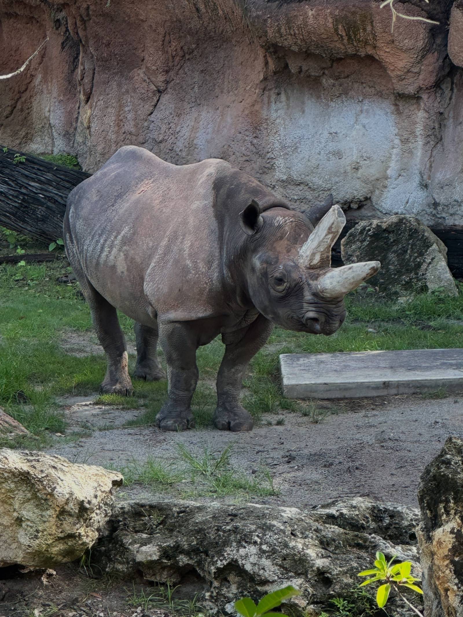 An eastern black rhino with two long horns stands on grass and packed dirt in front of a tall reddish rockwork wall, looking toward the camera