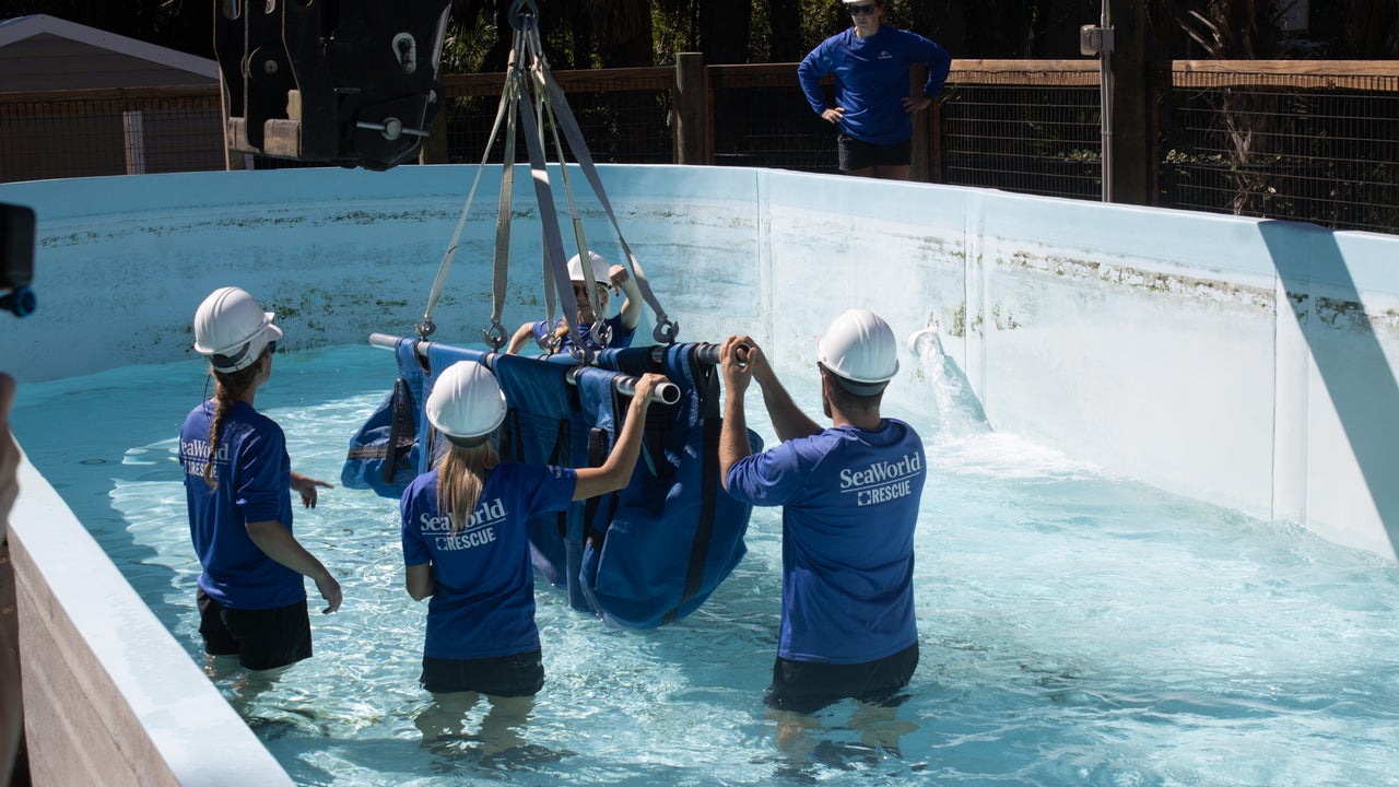 Workers in white hard hats and blue SeaWorld Rescue shirts stand in the water of a light-walled outdoor pool, guiding a loaded blue sling lowered from an overhead hoist