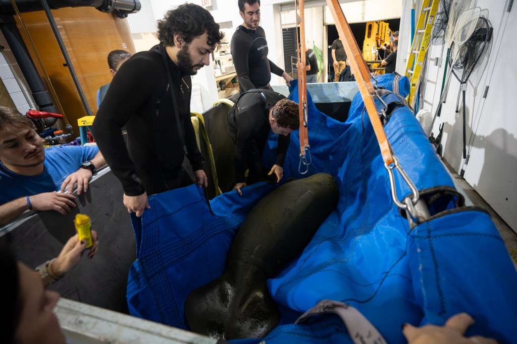 Several people in black wetsuits and one in a blue T-shirt guide a dark gray manatee lying in a blue fabric sling hung from orange straps, indoors