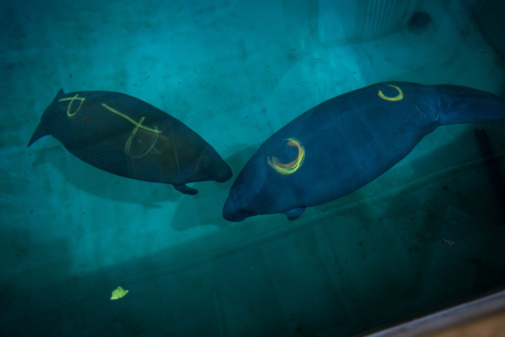 Seen from above, two dark manatee calves with yellow markings on their backs swim toward each other in a blue-green pool