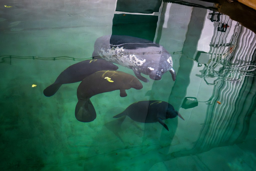 Four manatees swimming in a green-tinted indoor rehabilitation pool, three smaller calves with yellow identification marks on their backs and a larger, paler manatee among them