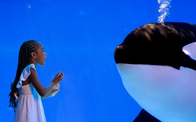 A young girl in a white dress raises her hands toward an underwater viewing window as an orca swims up to the glass