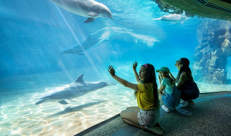 A woman and two girls sit at a large underwater viewing window at SeaWorld Orlando, the girl in a yellow shirt raising both hands toward dolphins swimming past in bright blue water