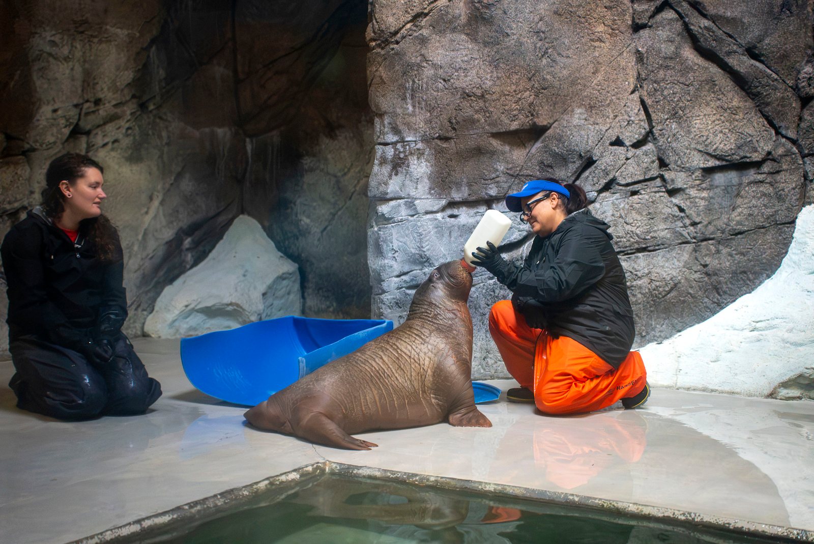 A caretaker in a SeaWorld visor and orange waterproof trousers kneels and holds a large bottle to the mouth of a walrus calf, while a second caretaker kneels nearby watching, beside a pool in a rocky habitat