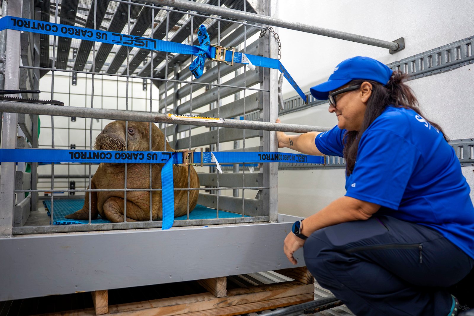 A woman in a blue SeaWorld cap and shirt crouches and smiles at a walrus calf sitting in a metal crate strapped down with blue cargo straps inside a truck