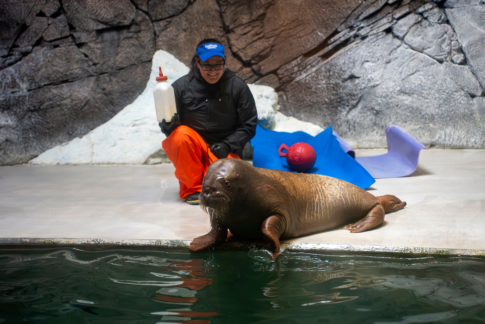 A young walrus calf with short whiskers rests at the edge of a pool, front flipper in the water, while a smiling caretaker in a SeaWorld visor, black jacket and orange waterproof trousers kneels behind him holding a large milk bottle, with a red ball and blue and purple mats on the concrete deck below a rock wall