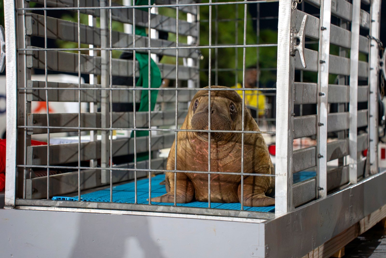 A young walrus calf sits on a blue mat inside a metal transport crate, looking out through the bars toward the camera