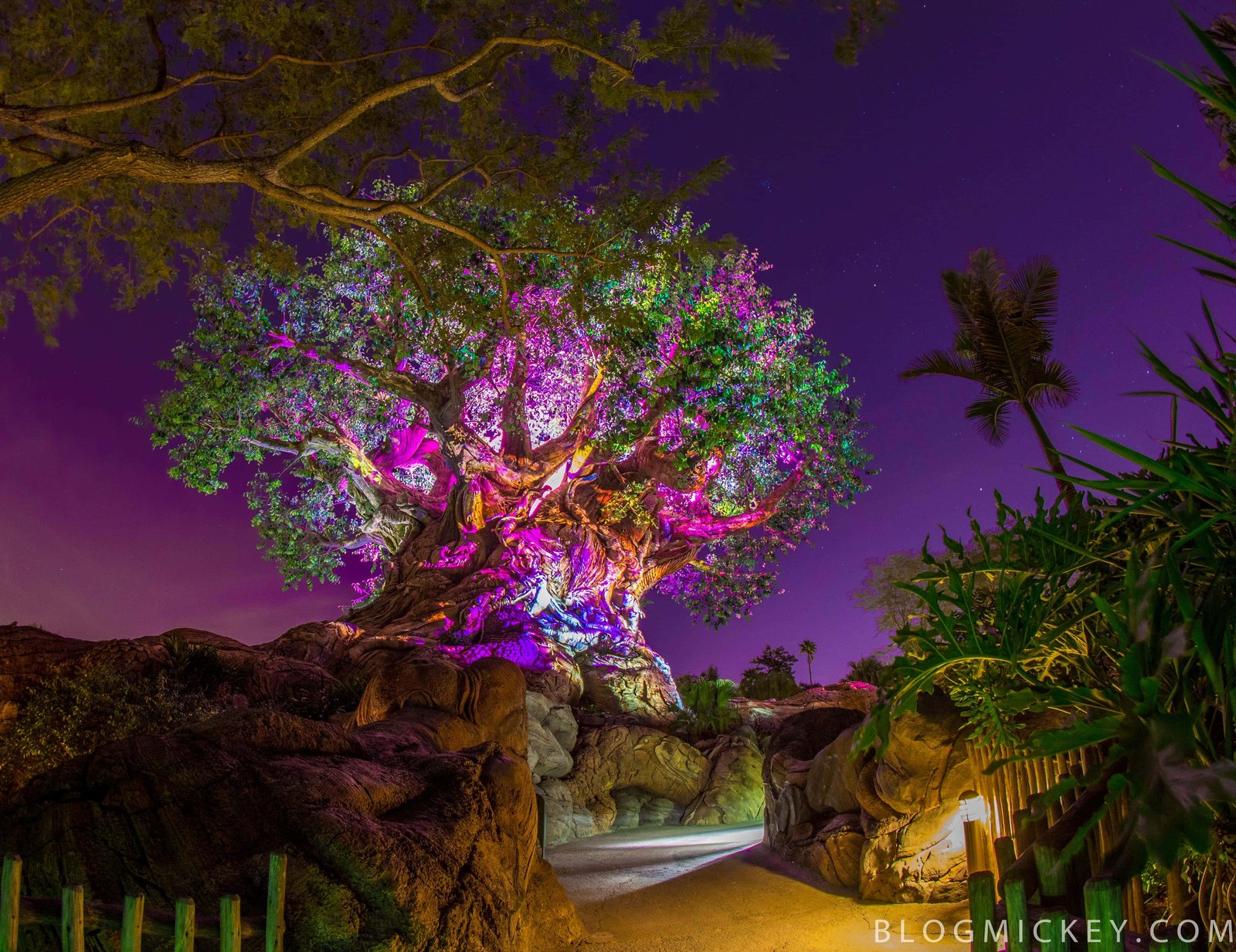 The Tree of Life lit in purple, pink and green under a violet night sky, seen from a rocky pathway on Discovery Island with palm trees at the side