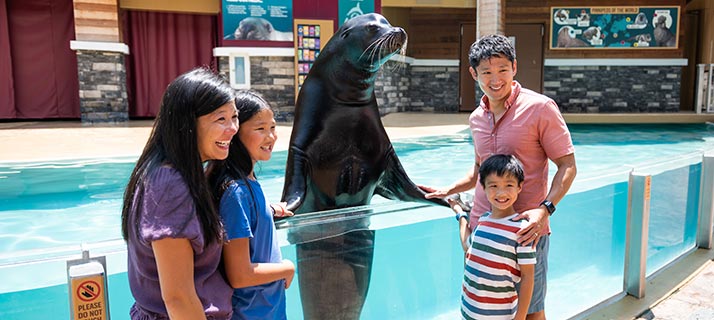 A sea lion rears up at a clear-walled pool as a smiling family of four stands beside it at SeaWorld Orlando