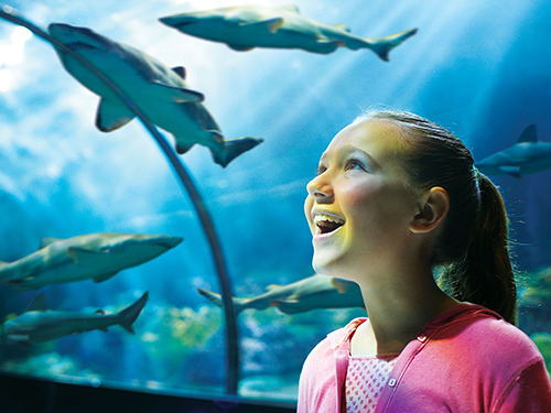 A smiling girl in a pink top looks up in wonder inside an underwater tunnel as several sharks swim overhead