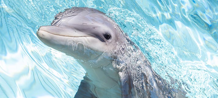 Close-up of a bottlenose dolphin poking its head out of bright blue rippling water