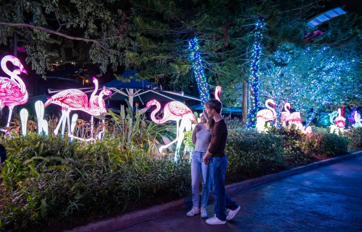A couple stands on a paved path at night beside a garden of glowing pink flamingo lanterns, with trees wrapped in blue and white string lights behind them