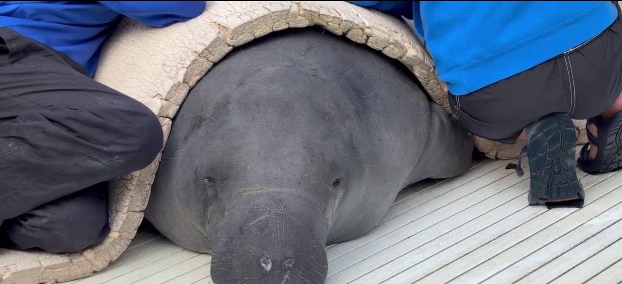 A gray manatee lying on a white slatted deck, partly covered by a cream foam pad, with two people in blue shirts kneeling on either side of her