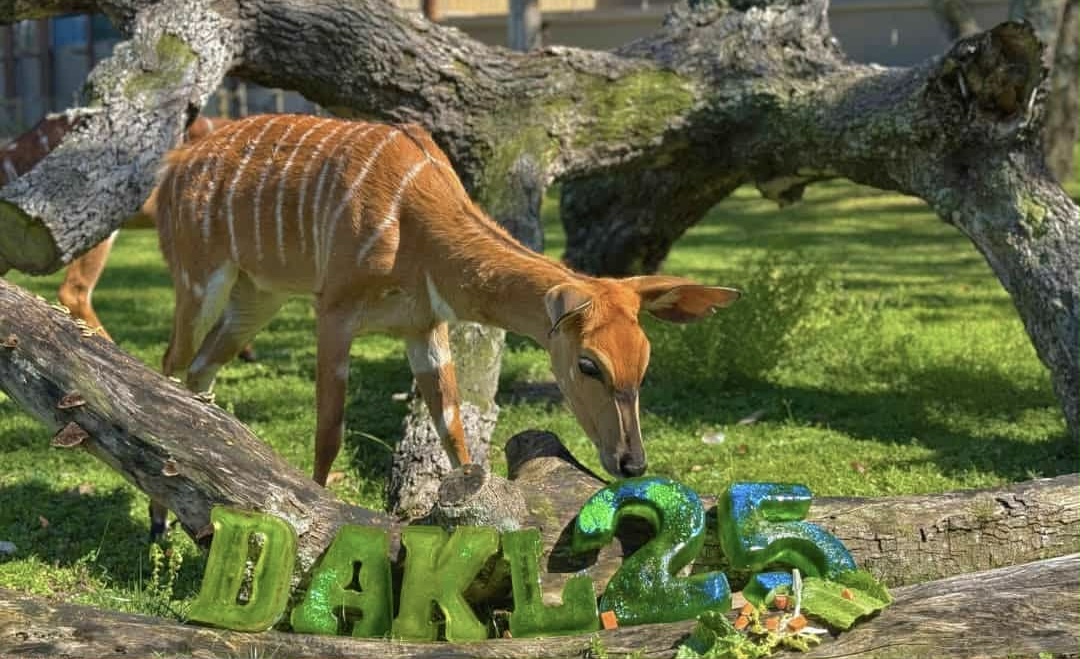 Animals at Disney's Animal Kingdom Lodge enjoy enrichment treats shaped like cakes to celebrate the resort's 25th anniversary