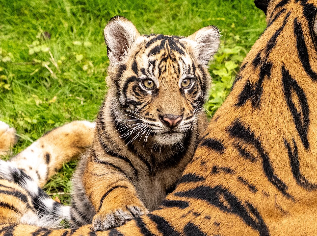 Bakso as a young Sumatran tiger cub with big ears, resting a paw on an adult tiger's striped back in the grass