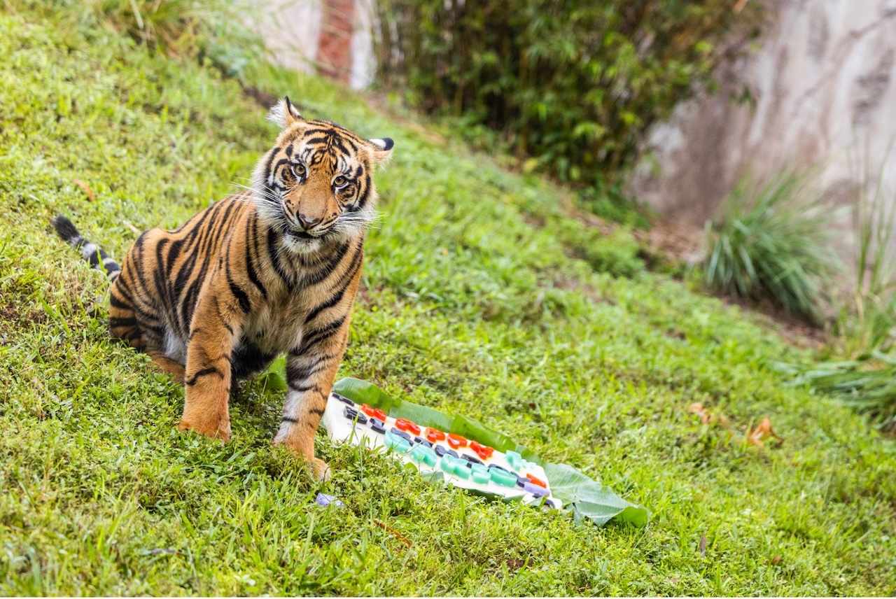 A young Bakso sits on a grassy slope beside a colorful birthday treat laid on a banana leaf