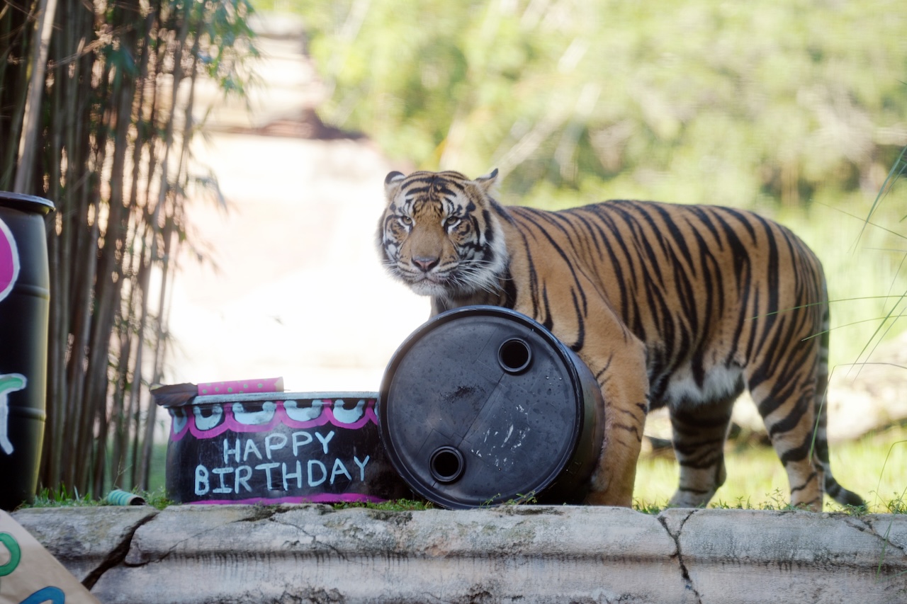 Bakso, an adult Sumatran tiger, stands behind a painted barrel reading Happy Birthday and a black enrichment drum in his habitat on Maharajah Jungle Trek