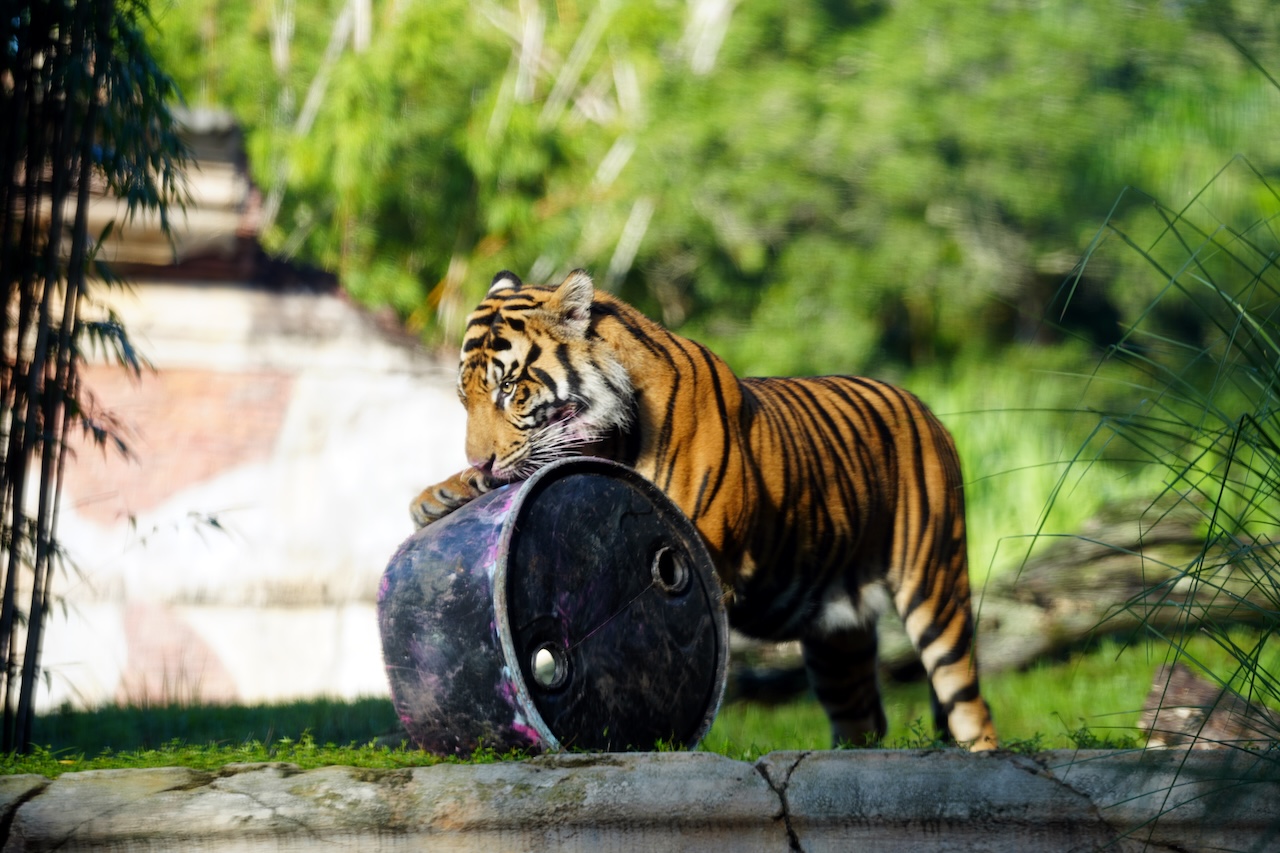 Bakso, a two-year-old Sumatran tiger, nuzzles a black enrichment barrel on a stone wall in his habitat